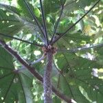 Acropogon grandiflorus Folha