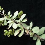 Berberis koehneana Övriga