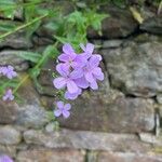 Hesperis matronalisফুল