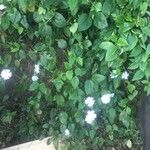 Thunbergia fragrans Plante entière