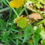 Ranunculus arvensis Плод