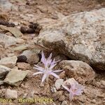 Colchicum pusillum Anders