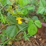 Rhynchosia minima Fleur