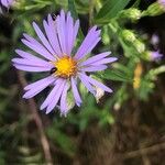 Symphyotrichum puniceum 花