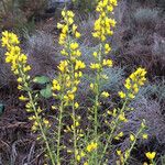 Ulex parviflorus Levél