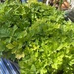 Dendranthema grandiflorumDeilen