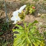 Plumeria pudica Leaf