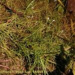 Eleocharis acicularis आदत