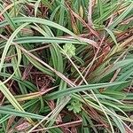 Carex laevigata Hoja