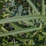 Vernonia arkansana Leaf