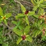 Hypericum revolutum Leaf