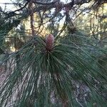 Pinus canariensis List