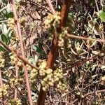 Gymnosporia buxifolia Flower