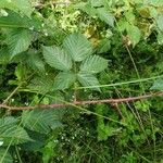 Rubus bertramii Blad