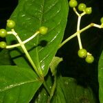 Rudgea cornifolia Hostoa