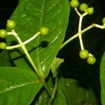 Rudgea cornifolia Leaf