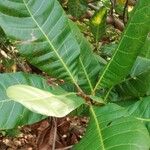 Anacardium occidentale पत्ता