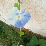 Ipomoea tricolor Bloem