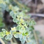 Andrachne telephioides Flower