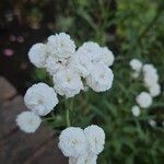 Achillea ptarmica Flor