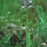 Orchis militaris Συνήθη χαρακτηριστικά