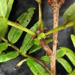 Sorbus arachnoidea