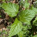 Verbena urticifolia Лист