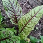 Rumex sanguineus Levél