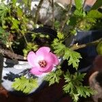 Modiolastrum gilliesii Flower