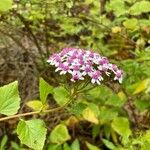 Pericallis papyracea Floro