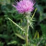 Cirsium filipendulum Λουλούδι