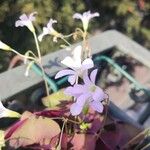 Oxalis triangularisFleur