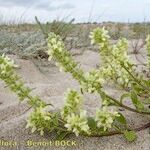 Stachys maritima Habit