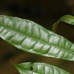 Vantanea parviflora Liść