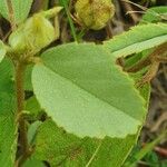 Melhania velutina Leaf