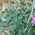 Teucrium marum Leaf