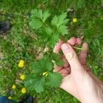 Geum macrophyllum Foglia