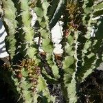 Euphorbia caerulescens ᱮᱴᱟᱜ