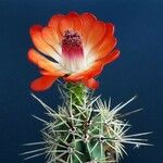 Echinocereus arizonicus 花