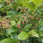 Vaccinium arctostaphylos Кветка