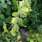 Dioscorea hirtiflora Ffrwyth