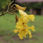 Markhamia obtusifolia Flower