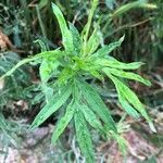 Artemisia verlotiorum Deilen