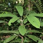 Duroia aquatica Leaf