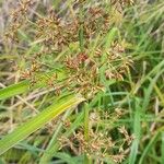 Rhynchospora corymbosa Flower