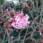 Viburnum farreriЦвят