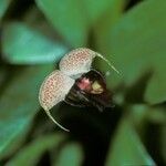 Scaphosepalum anchoriferum Blomma