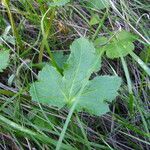 Sanicula crassicaulis Feuille