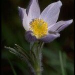 Anemone patens Цветок