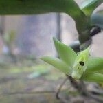 Angraecum multinominatum Flor